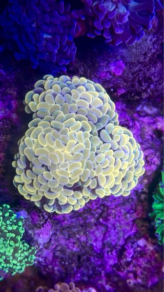 Corales silicona acuario marino