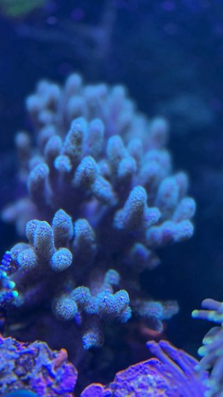 Corales silicona acuario marino