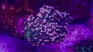 Corales silicona acuario marino