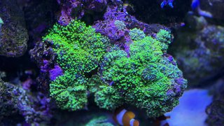 Corales silicona acuario marino