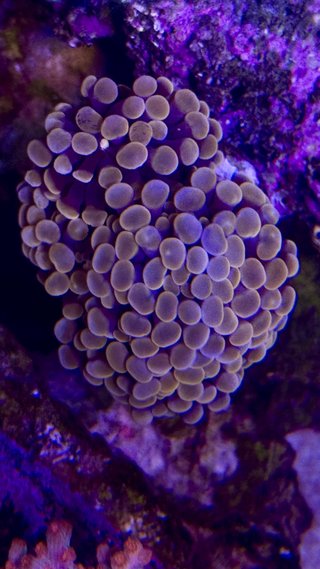 Corales silicona acuario marino