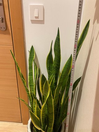 Sansevieria grande con macetero
