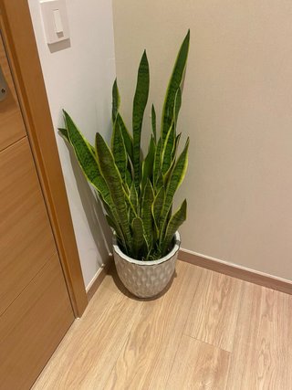Sansevieria grande con macetero