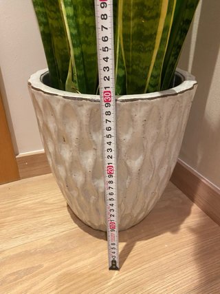 Sansevieria grande con macetero