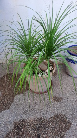 Planta maceta grande, pata elefante, 3 ejemplares