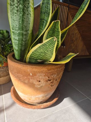 Maceta de terracota con planta