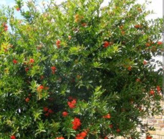 Árbol joven de granado