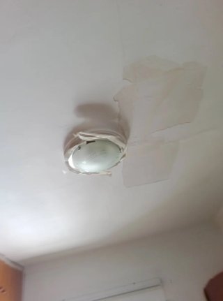 Servicios de jardinería, poda y pintura