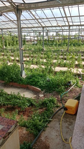 Vivero acristalado 2000mts /depósito  agua130000L.