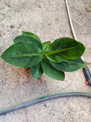 Musa tropicana Platanera planta de interior Ø12