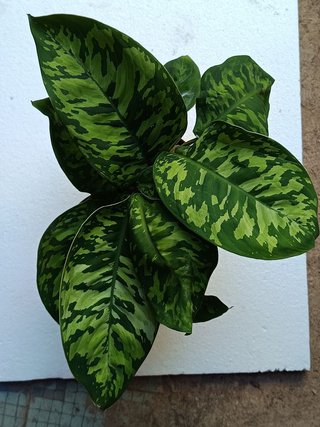 Homalomena camuflaje Planta de interior Ø12