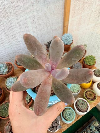 Pachysedum Ganzhou Suculenta