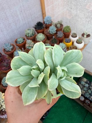 Echeveria Mocha variegada bicefala