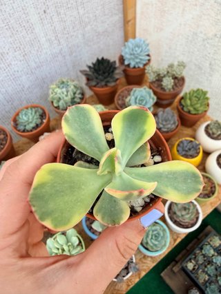 Echeveria Enfant variegada