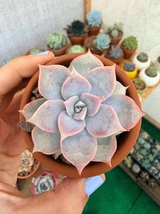 Sedum Sinforosanum Planta Suculenta