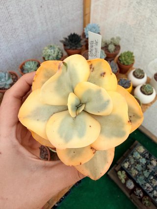 Echeveria Suyon variegada