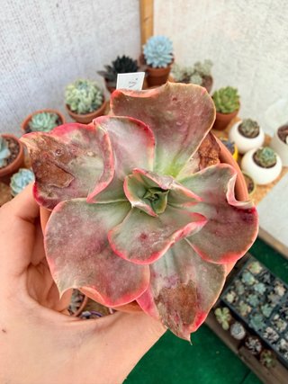 Echeveria Minigosaong Variegada