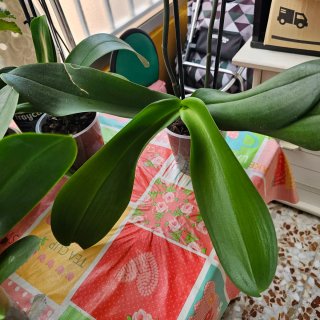 Plantas de orquídea Phalaenopsis