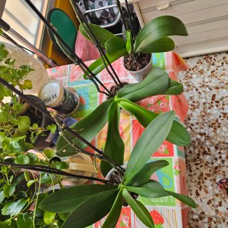 Plantas de orquídea Phalaenopsis
