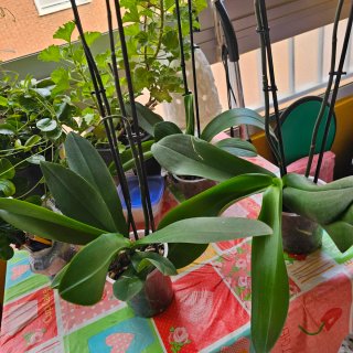Plantas de orquídea Phalaenopsis