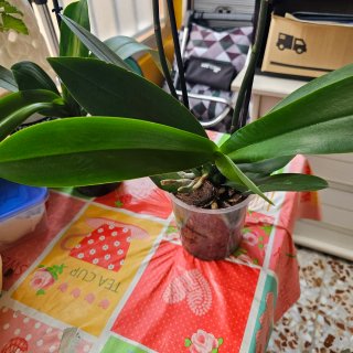 Plantas de orquídea Phalaenopsis