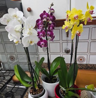 Plantas de orquídea Phalaenopsis