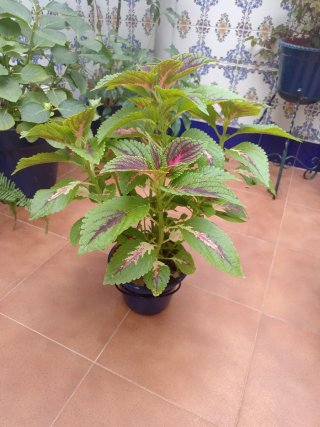 Planta Coleo