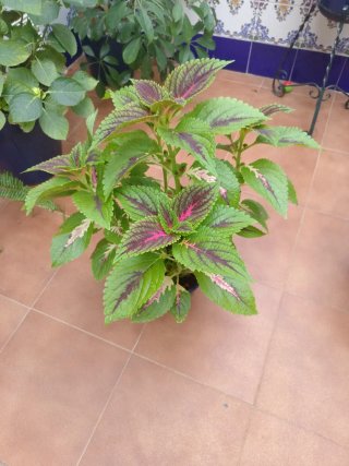 Planta Coleo