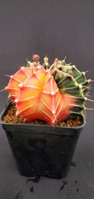 Gymnocalycium variegado M7 (XL)