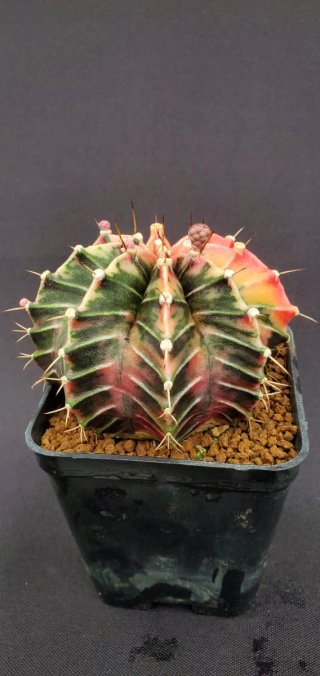 Gymnocalycium variegado M7 (XL)
