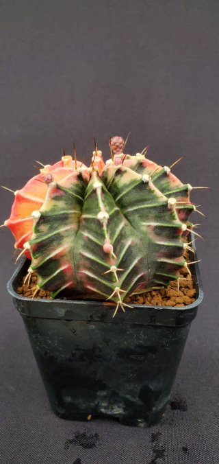 Gymnocalycium variegado M7 (XL)