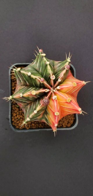 Gymnocalycium variegado M7 (XL)