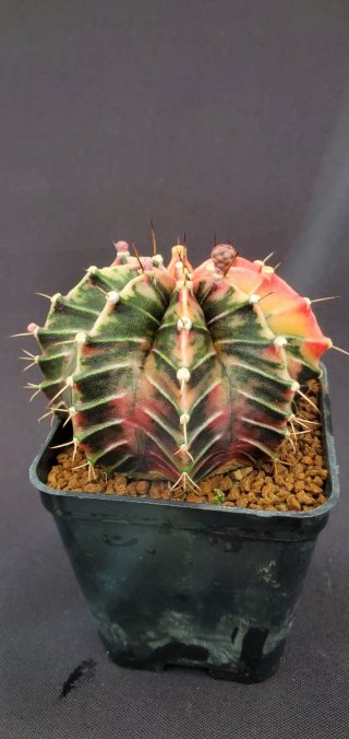 Gymnocalycium variegado M7 (XL)