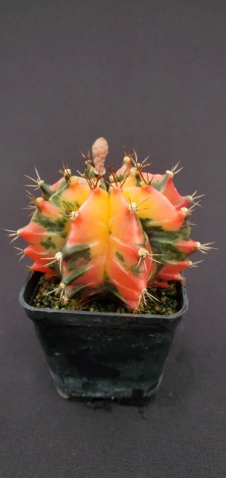Gymnocalycium variegado M7 (XL)
