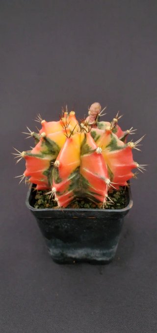 Gymnocalycium variegado M7 (XL)