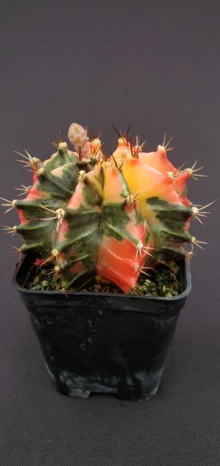 Gymnocalycium variegado M7 (XL)