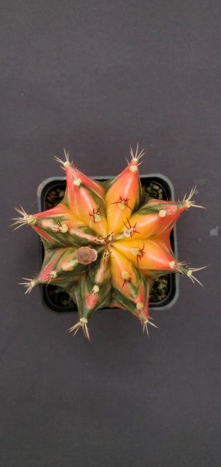 Gymnocalycium variegado M7 (XL)