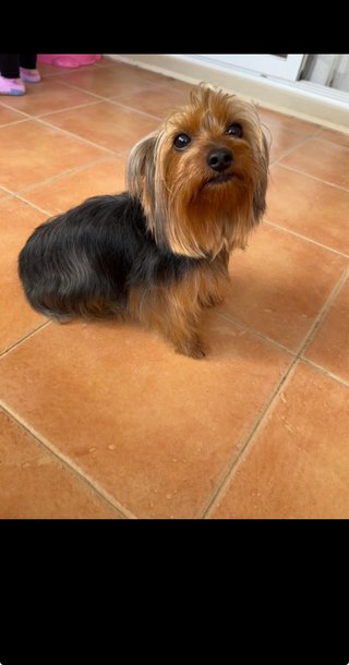 Se cuidan perros de raza pequeña