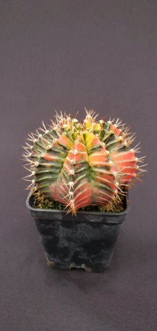 Gymnocalycium variegado M7 (XL)