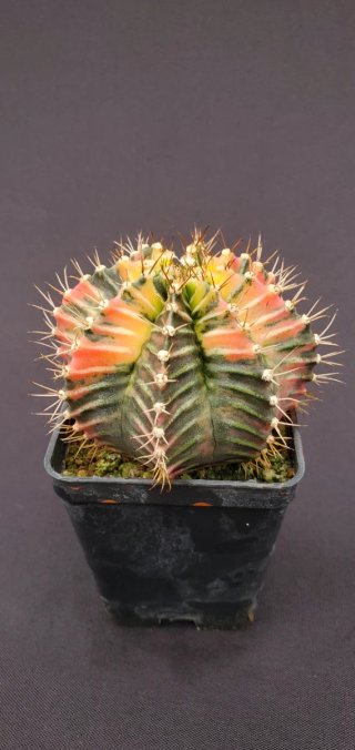 Gymnocalycium variegado M7 (XL)