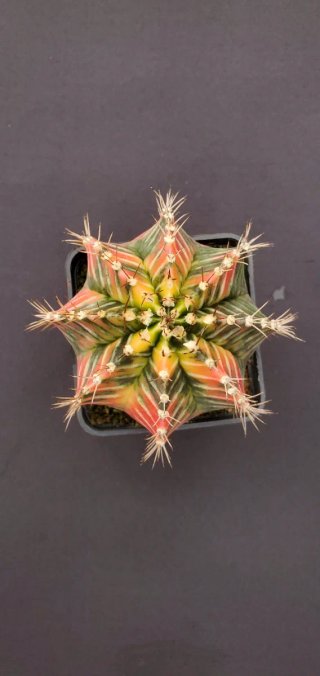 Gymnocalycium variegado M7 (XL)