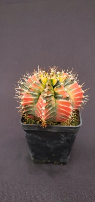 Gymnocalycium variegado M7 (XL)