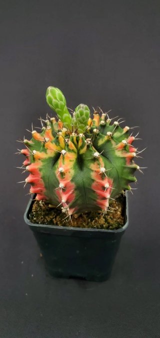 Gymnocalycium variegado M7 (XL)