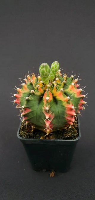 Gymnocalycium variegado M7 (XL)