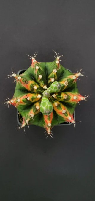 Gymnocalycium variegado M7 (XL)