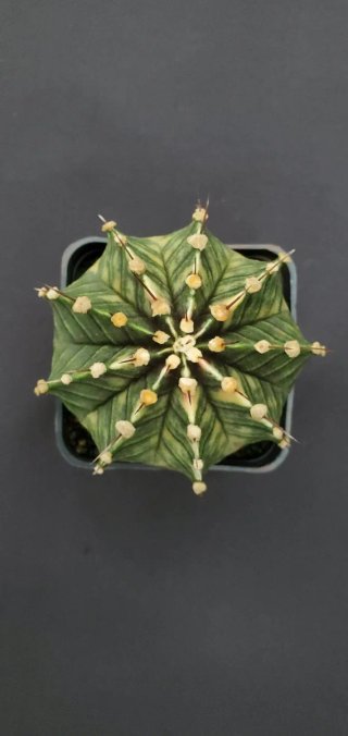Gymnocalycium Variegado M7 (XL)