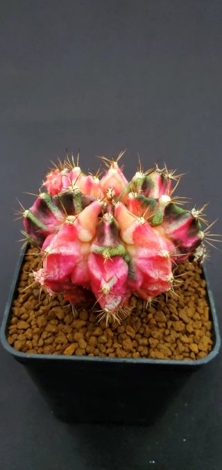 Gymnocalycium T-Rex Variegado M7