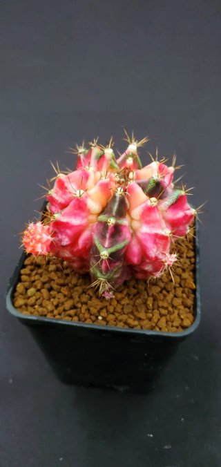 Gymnocalycium T-Rex Variegado M7