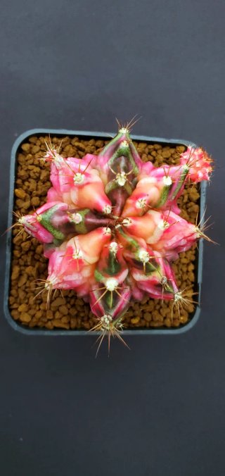 Gymnocalycium T-Rex Variegado M7