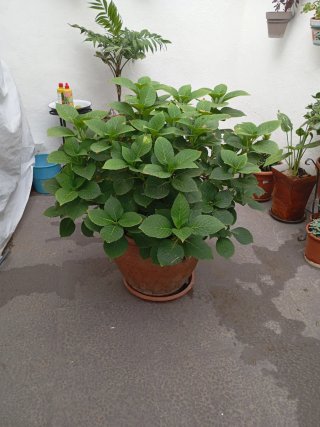 Hortensia en maceta de terracota